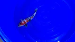 Japan Koi - 01018 Showa - Koi Züchter Isa