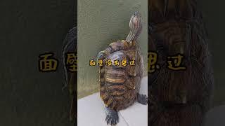 乌龟在做啥？#乌龟#日常 #turtle#shorts