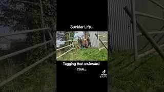 Just the usual when it comes to working with sucklers...                     #cow #farming #farm