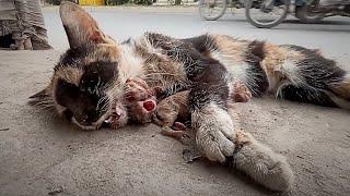 Dying Kitten  Crying  From Busy Road | We Rescue Bothe Of Them @RescueAnimalKittenLife