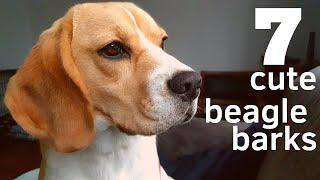 7 Cute Beagle Barks!