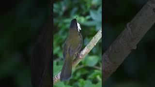 Eastern Whipbird