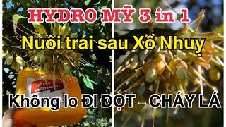 HYDRO MỸ 3 In 1 Nuôi TRÁI Sầu Riêng không lo ĐI ĐỌT , CHÁY LÁ