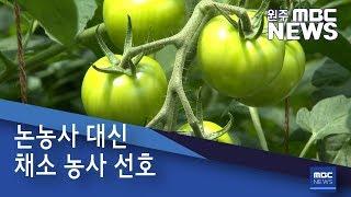 2019. 9. 1 [원주MBC]  논농사 대신 채소 농사 선호