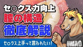 【うまおくん】膣の構造をわかりやすく徹底解説！女性に喜ばれるセ◯クス力を身につける [ 切り抜き | うまおくん切り抜き | セクテク | 膣 | 膣の構造 | ポルチオ ]