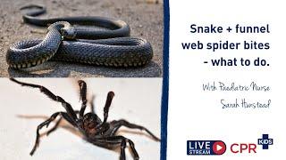 Snake + Funnel web spider bites - what to do.