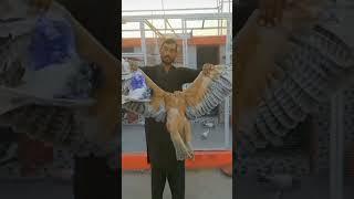 high fiyer pigeons ll kabootar Bazi ll kabootar Bazi in Lahore