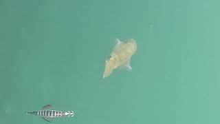 An underwater battle between a Squid and a jig