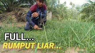 "RUMPUT LIAR".