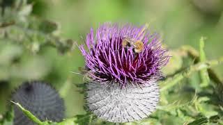 Honey Bees Working on Flowers | Royality Free Stock Footage