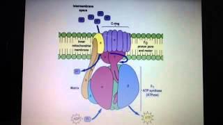 F1 Fo Synthase