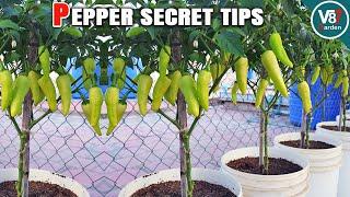 Easy Grow Pepper in Container From Seed to Harvest