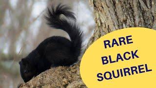 Rare Black Fox Squirrel 2019