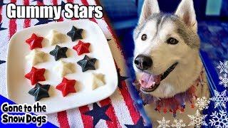 4th of July Gummy Dog Treats Fruit Stars |  DIY Dog Treats Recipe 103