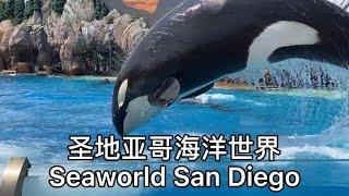 圣地亚哥海洋世界 海狮 海豚 虎鲸表演 看各种海洋动物 Seaworld San Diego