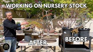 Maple Series: How to Turn Young Nursery Trees into Bonsai in 5-10 Mins!