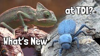 These Baby Chameleons are SO CUTE!  - Unboxing all of this Week's New Fish and Animals!