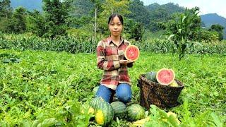 The orphan girl cooks instant noodles, harvests watermelons to sell, fertilizes and does gardening