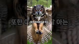 새에 대한 재미있는 사실 #shorts