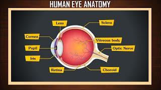 Human Eye Anatomy | Structure and function | Parts of the Eye