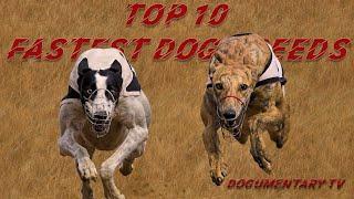 TOP TEN FASTEST DOG BREEDS