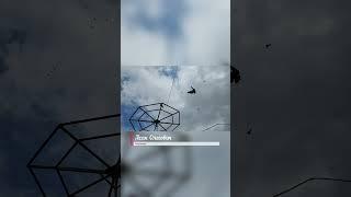 ГОНЯЮ БОЙНЫХ ГОЛУБЕЙ МОЛОДНЯК НАБИРАЕТ .18 июня 2025 г.