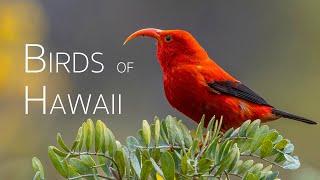 Unveiling the Charm in the Bird Extinction Capital of the World | Birds of Hawaii