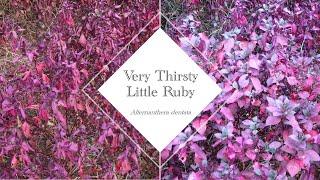 Plants are living animals - 04 | Very Thirsty Little Ruby