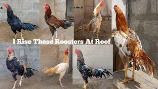 15 Roosters Rise At Roof || My Home Breed 