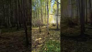 Дорога счастья! Ирина Баженова Радужный #счастье #музыка #осень