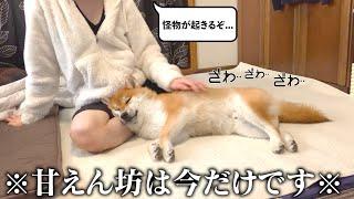 20代。実家暮らし。誰も憧れない飼い主と柴犬のモーニングルーティン