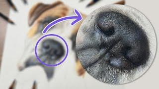  Dog Nose in Colored Pencil  Drawing Tutorial