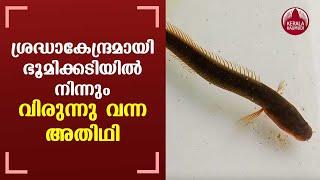 Rare species 'Varal Fish' found in Chemmad Pantharangadi | KeralaKaumudi