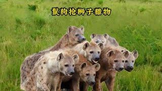 鬣狗群竟然搶走了獅子獵物！真是太強勢了#動物世界#動物解說