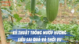 Kỹ Thuật Trồng Mướp Hương Siêu Sai Quả Và Thời Vụ Trồng Mướp Hương Ở Miền Bắc | AlibabaH channel