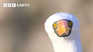 1 Hour of Bird Watching in 4K UHD | BBC Earth