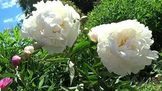 Пион ЛАВЕС ТОЧ / Peony LOVE'S TOUCH - ОБЗОР, ОПИСАНИЕ, ЦВЕТЕНИЕ, ОТЗЫВ
