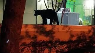 Black bear attack  Central Florida, Orlando