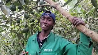 Hass Avocado Farming, A Guide to Successful Cultivation
