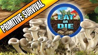 Best Primitive Wilderness Survival Skills to Learn: Edible & Medicinal Plants (Eat or Die, Ep.1)