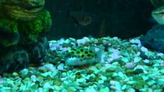 Green Spotted Pufferfish - PUFFED UP - INFLATED