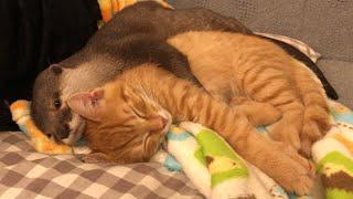 otter who can not sleep without holding a kitten