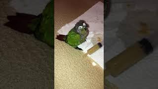 Baby green cheek conure fell asleep right after hand feeding