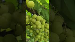 WHAT IS THIS FRUIT ? WE CALLED IT BANGKILING IN MY PROVINCE OF Siaton, Negros Oriental Philippines.
