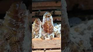 Liquid gold making is ongoing #honey   #bees #nature #beekeeper #@LaTo.