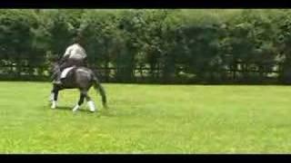 Lusitano for Dressage - Nicolusitanos - Zealand