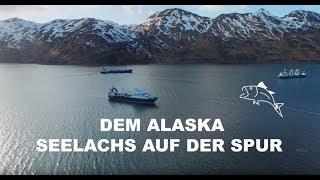 Dem Alaska-Seelachs auf der Spur