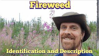 Fireweed - Identification and Description Edible and Medicinal