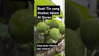 Buah yang disebut dalam Al Qur'an, kaya akan vitamin dan mineral #attin