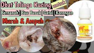 OBAT TELINGA KUCING BERAIR BAU BUSUK  BERNANAH  BERDARAH  GATAL  EAR MITES PADA KUCING